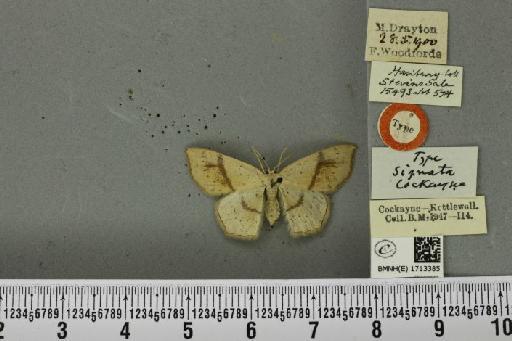 Cyclophora punctaria ab. signata Cockayne, 1950 - BMNHE_1713385_276100