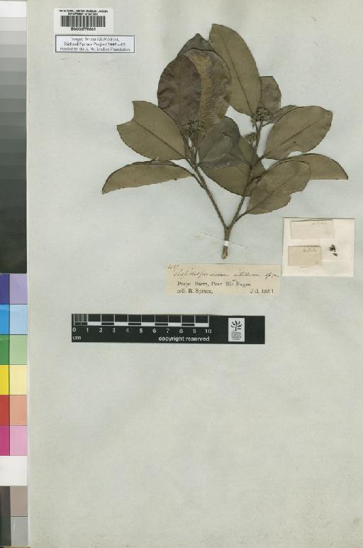 Aspidospermum nitidum Benth. - Spruce - BM000778802