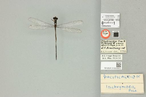 Pacificagrion lachrymosa Fraser, 1926 - 013383652_dorsal