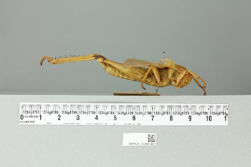Valanga nigricornis disparilis (Kirby, 1888) - 012498492_reverse