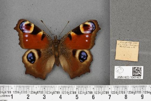 Aglais io (Linnaeus, 1758) - BMNHE_1061401_22046