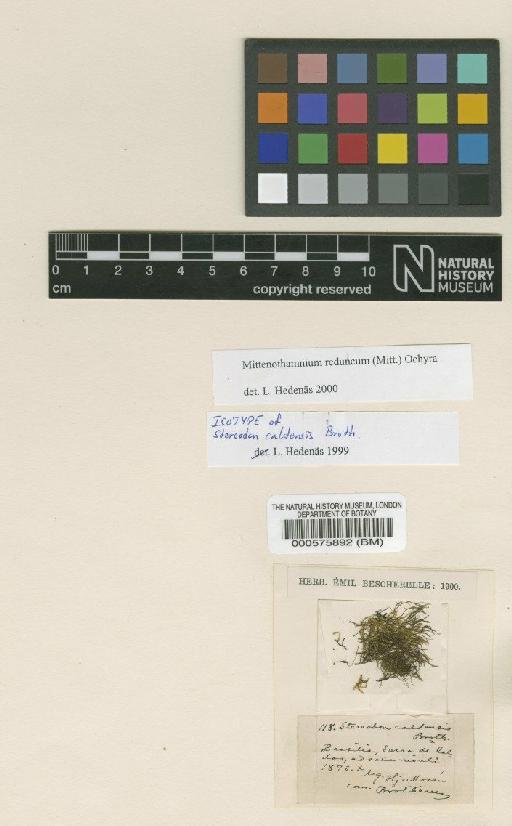 Mittenothamnium reduncum (Schimp. ex Mitt.) Ochyra - BM000575892_a