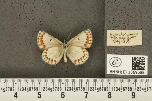 Aricia agestis ab. deleta Cockerell, 1889 - BMNHE_1369588_177472