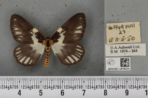 Abraxas grossulariata (Linnaeus, 1758) - BMNHE_1878258_437305