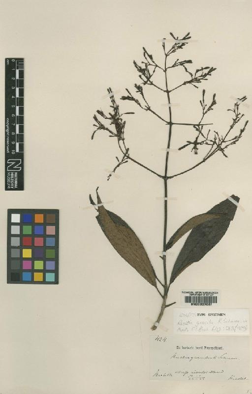 Rustia gracilis Schum - BM000624587