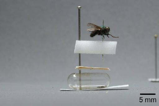 Sarcophaga (Myorhina) nigriventris Meigen, 1826 - 015092256_lateral