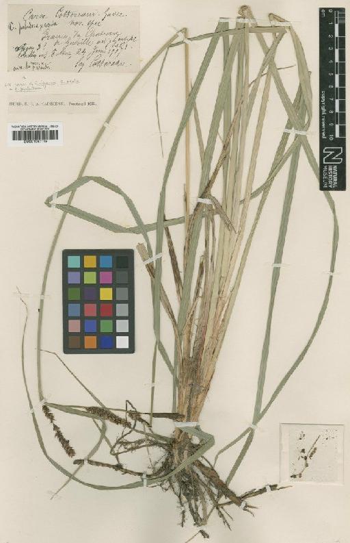 Carex acutiformis Ehrh. × C. acuta L. - BM001067149