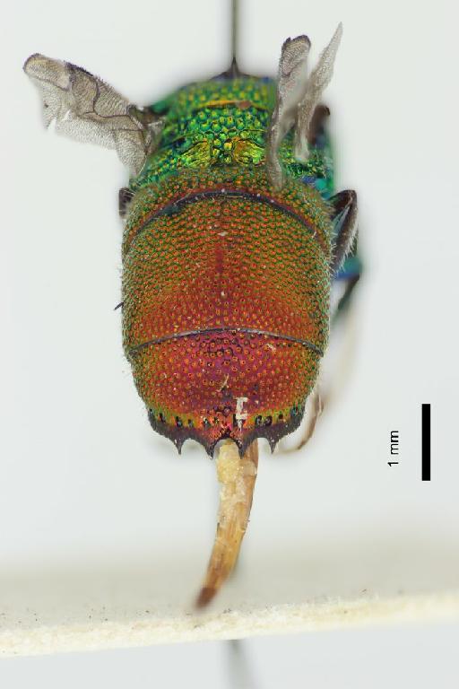 Chrysis krugeri Edney, 1947 - Chrysis_krugeri-BMNH(E)#970925_type-distal-1_6X