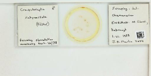 Craspedolepta subpunctata Foerster, 1848 - 012816281__