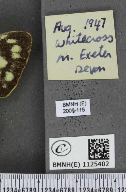 Colias croceus f. helice Hübner, 1779 - BMNHE_1125402_label_83233