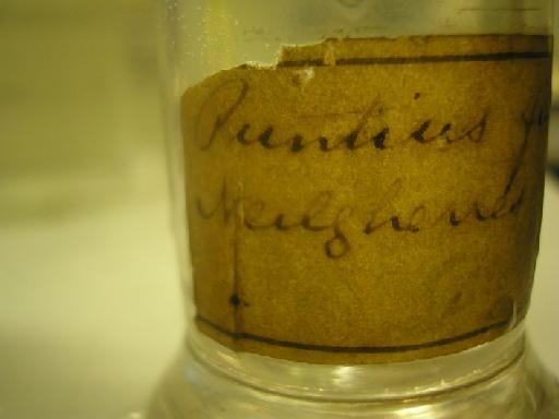 Puntius filamentosus (Valenciennes in Cuvier & Valenciennes, 1844) - paper label on broken bottle2