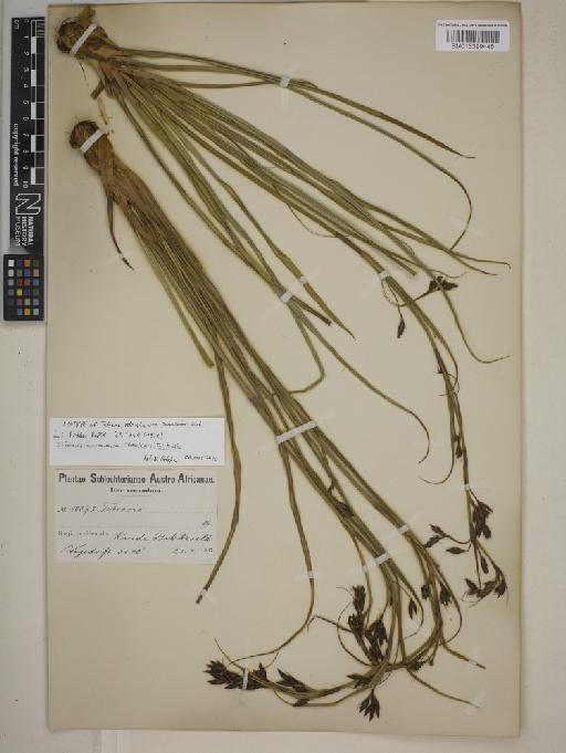 Tetraria macowaniana (Boeckeler) B.L.Burtt - BM013399445