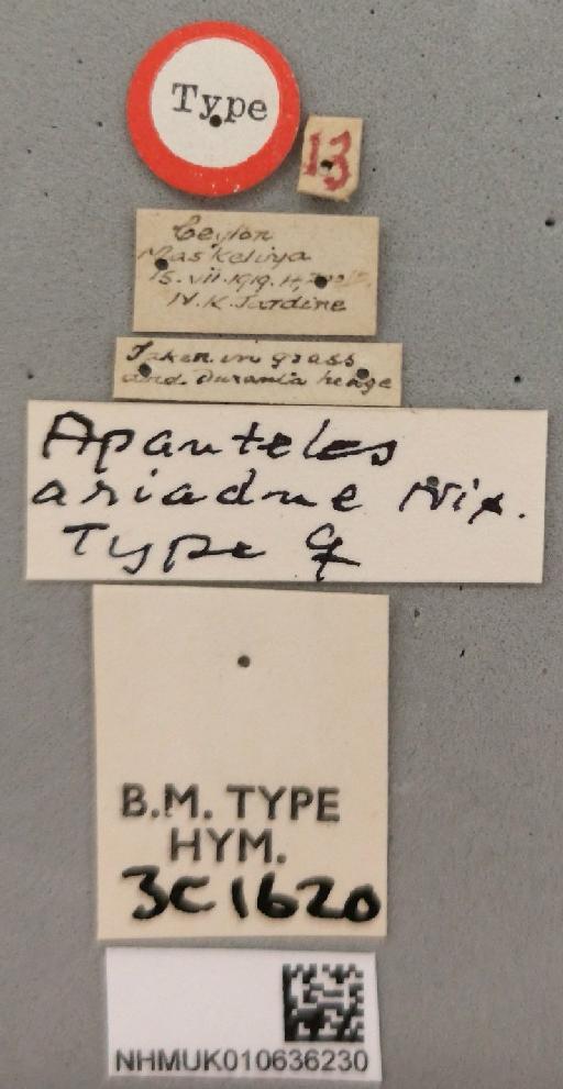 Apanteles ariadne Nixon, G., 1965 - 010636230_Apanteles_ariadne_holotype_labels