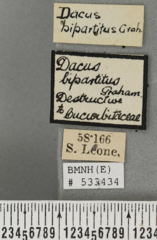 Dacus (Dacus) bivittatus (Bigot, 1858) - BMNHE_533434_label_37059