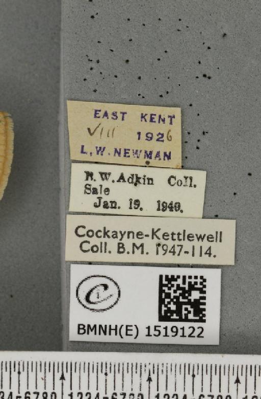 Lasiocampa trifolii flava ab. obsoleta-flava Tutt, 1902 - BMNHE_1519122_label_192552