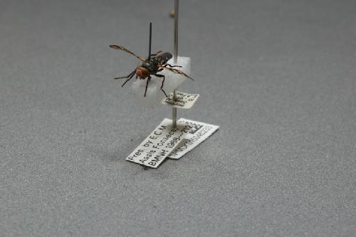 Ceroxys urticae (Linnaeus, 1758) - 015046233_additional_3