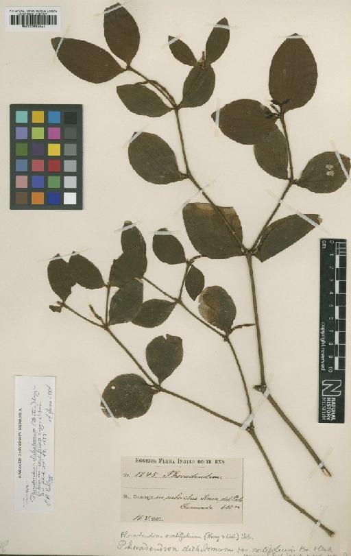 Phoradendron dichotomum var. ovatifolium Krug & Urb. - BM000993541