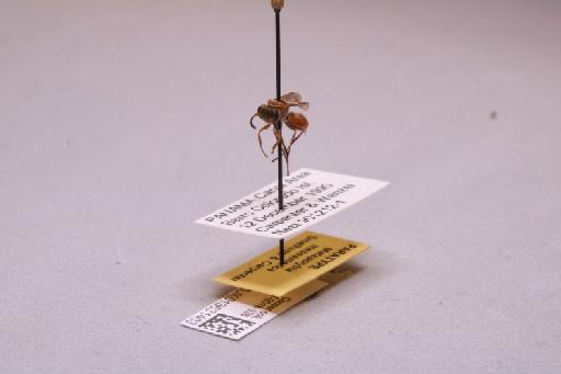 Metapolybia mesoamericana Smethurst & Carpenter, 1997 - 013631403_additional_3