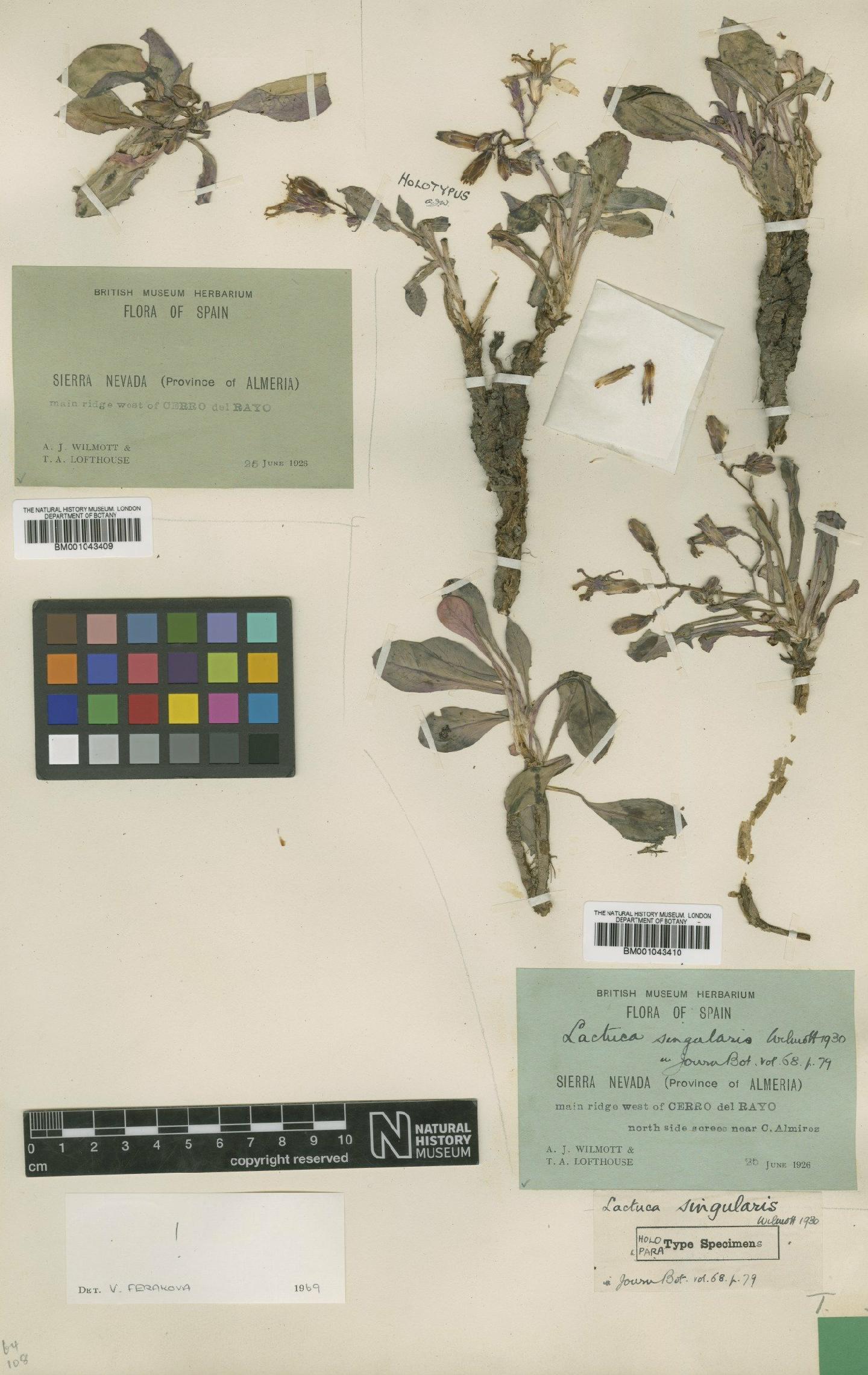 To NHMUK collection (Lactuca singularis Wilmott; Paratype; NHMUK:ecatalogue:1997952)