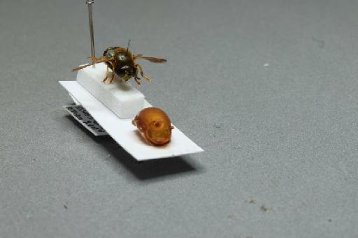 Microdon (Microdon) myrmicae Schonrogge et al., 2002 - 013933392_additional_4