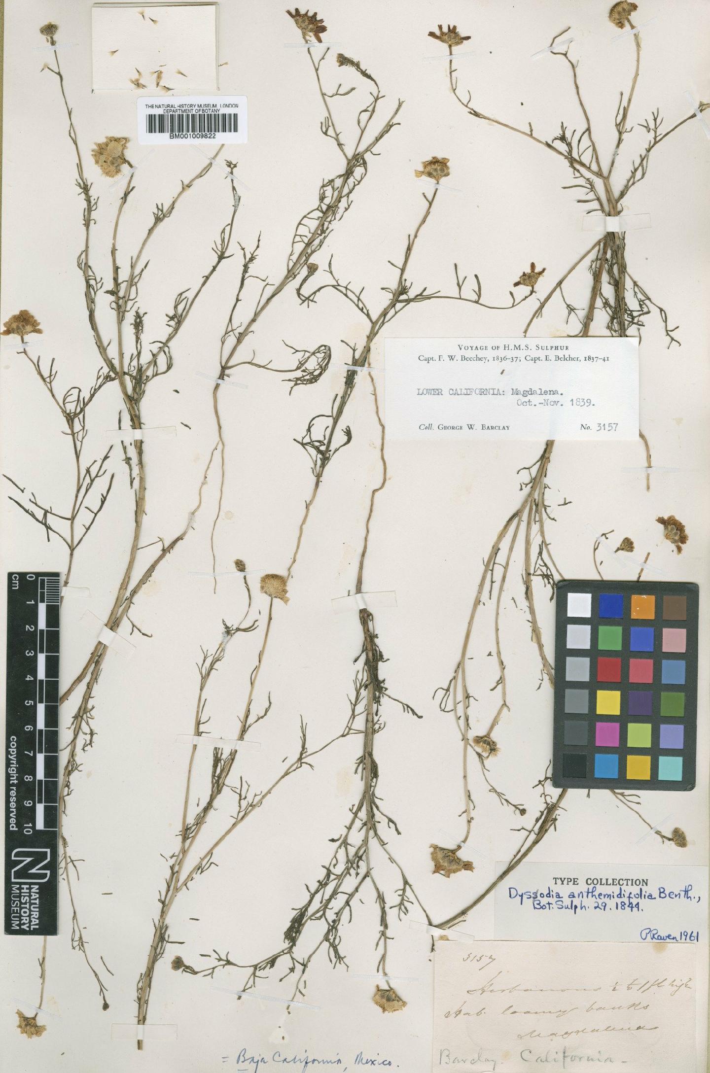 To NHMUK collection (Dyssodia anthemidifolia Benth.; Type; NHMUK:ecatalogue:622332)