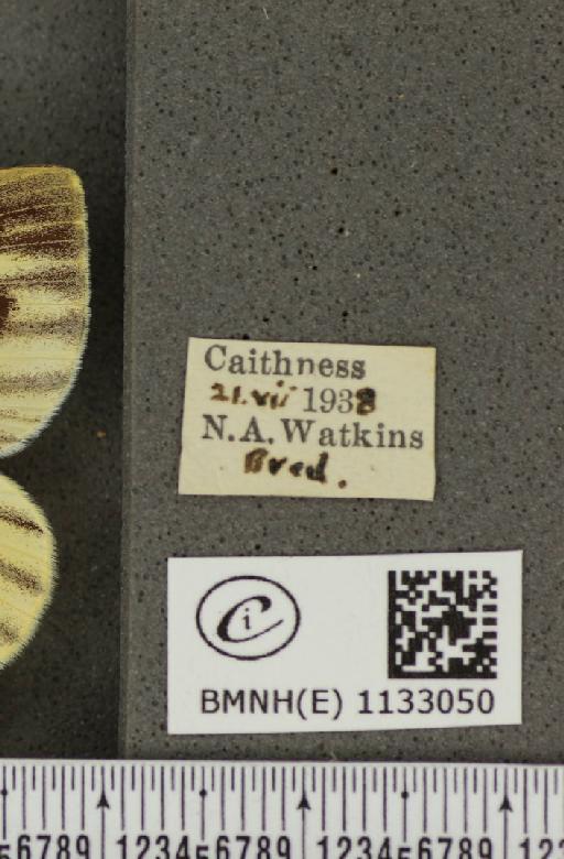 Pieris napi thompsoni ab. confluens Schima, 1910 - BMNHE_1133050_label_89607