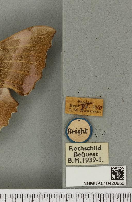 Laothoe populi ab. violacea Newnham, 1900 - NHMUK_010420650_label_526818