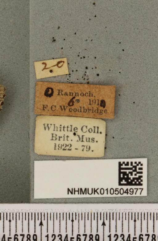 Acronicta menyanthidis scotica (Tutt, 1891) - NHMUK_010504977_label_562342