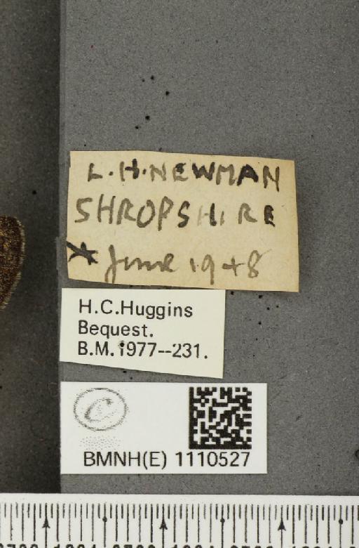 Euphydryas aurinia (Rottemburg, 1775) - BMNHE_1110527_label_52114