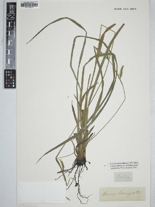 Carex laevigata Sm. - BM001002144  C