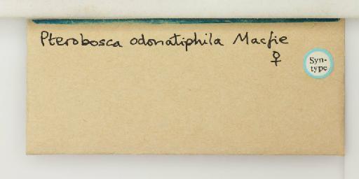 Forcipomyia odonatiphila Macfie - 014896259_additional(1)