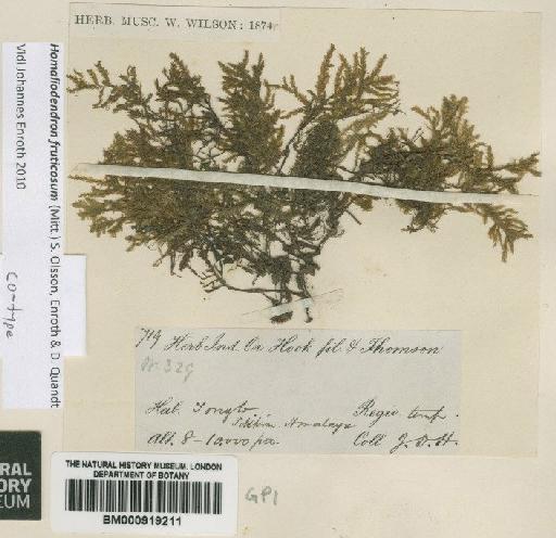 Homaliodendron fruticosum (Mitt.) S.Olsson, Enroth & D.Quandt - BM000919211