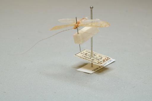 Nectopsyche muhni (Navás, 1916) - 014413085_additional_3