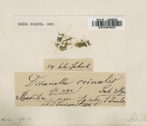 Dicranella crinalis Geh. & Hampe - BM000879253