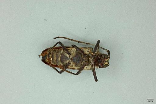 Rosenbergia bismarkiana Kriesche, 1920 - 014095846_Ventral