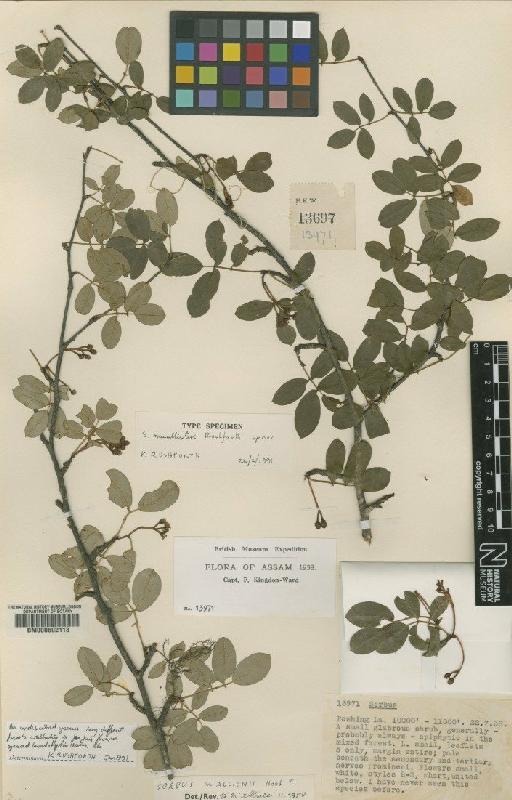 Sorbus longii Rushforth - BM000602118