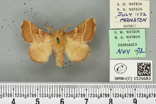 Malacosoma neustria (Linnaeus, 1758) - BMNHE_1526683_190967