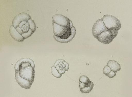 Globigerina inflata Orbigny, 1839 - ZF1487_79_8-9_Globorotalia__inflata.jpg