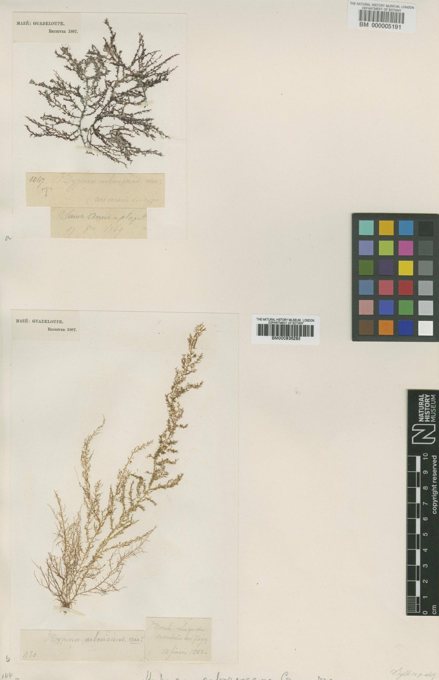 To NHMUK collection (Hypnea arborescens P.Crouan; TYPE; NHMUK:ecatalogue:438179)