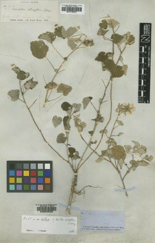 Abutilon wrightii Gray - BM001024401