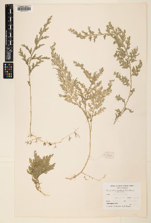 Selaginella involvens (Sw.) Spring - 000779701
