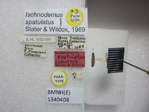 Ischnodemus spatulatus Slater & Wilcox, 1969 - Ischnodemus spatulatus-BMNH(E)1340408-Paratype female dorsal & labels