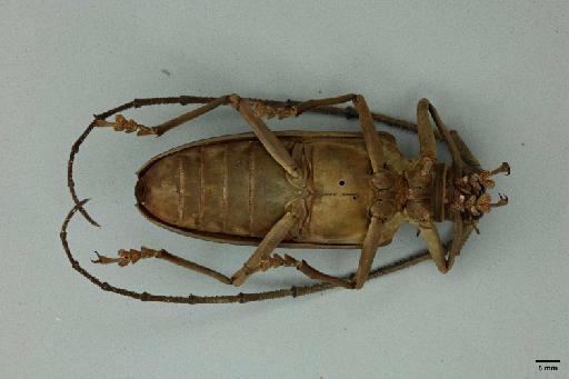 Batocera meleager Pascoe, 1866 - 013907513_Ventral