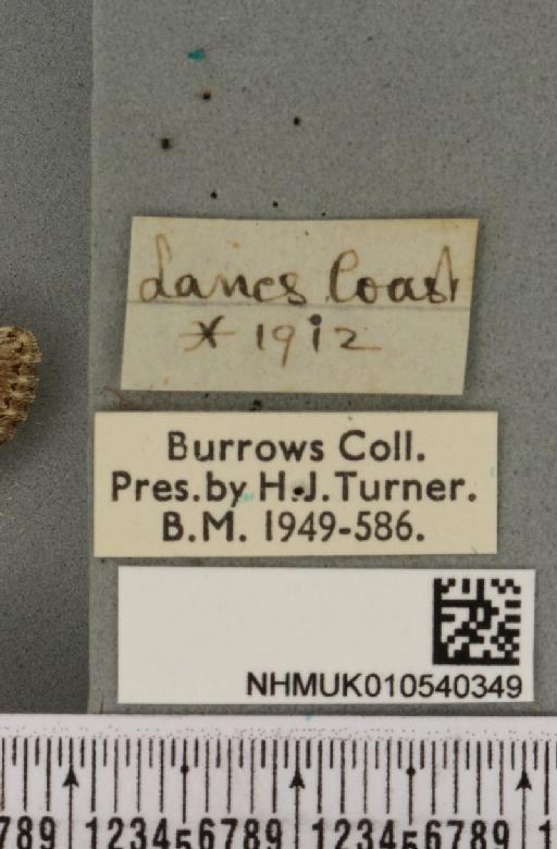 Luperina nickerlii gueneei Doubleday, 1864 - NHMUK_010540349_label_598227