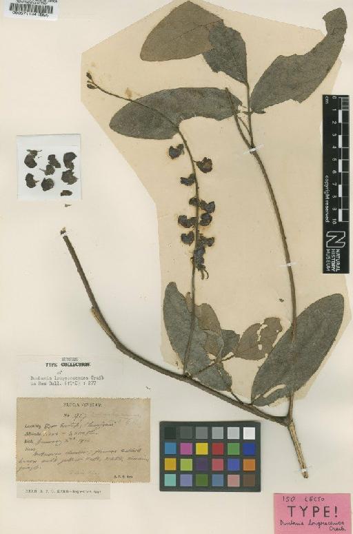 Dunbaria bella Prain - BM000571194