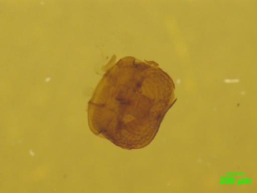 Aphodiinae Leach, 1815 - 010189661___6