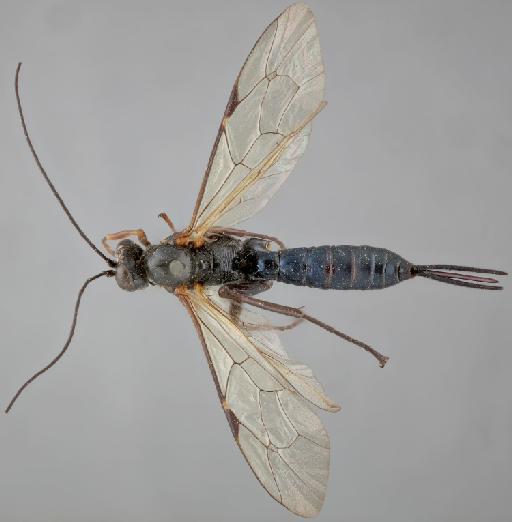 Pimpla cyanea Morley, C., 1913 - 015214901_Pimpla_cyanea_holotype_dorsal