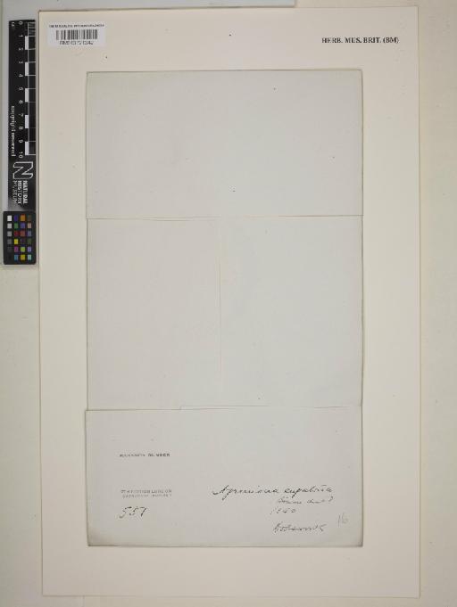 Agrimonia eupatoria L. - BM013721342_packet