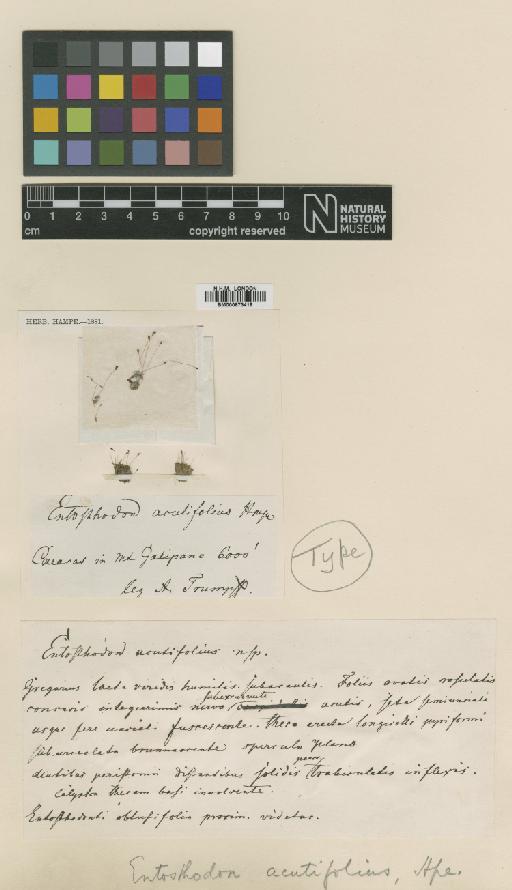 Entosthodon obtusifolius - BM000873418_a