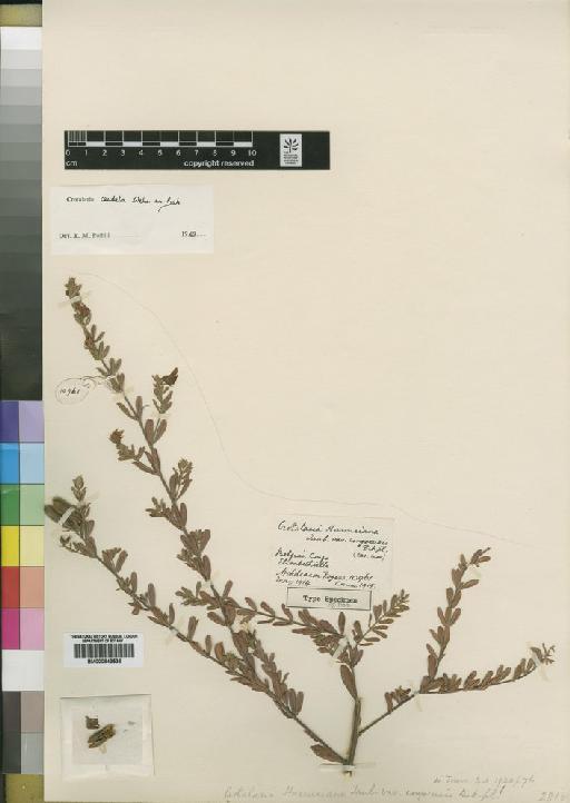 Crotalaria caudata Welw. ex Baker - BM000843536